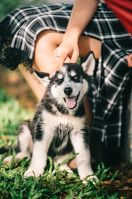 De voordelen van glucosamine voor de gezondheid van je hond
